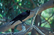 A ROYALTY FREE IMAGE OF: LITTLE CROW (CORVUS BENNETTI) GREAT VICTORIA DESERT, WESTERN AUSTRALIA