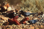 A ROYALTY FREE IMAGE OF: LITTLE CROWS (CORBUS BENNETTI) FEEDING OFF ANIMAL REMAINS, GREAT VICTORIA DESERT, WESTERN AUSTRALIA