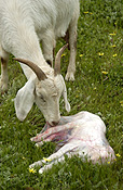 NEWLY BORN BABY GOAT (KID, CAPRA HIRCUS)