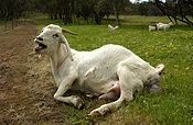 FEMALE DOMESTIC GOAT (CAPRA HIRCUS) GIVING BIRTH