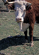 Farming, Farmland, farm, farms, Agriculture, Livestock, animal, animals, cattle, meat industry, meat trade, Cow, Cows, Beef cattle, Beef cow, Beef cows, australia, nsw, new South Wales,