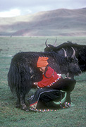 Asia, Asian, China, Chinese, Tibet, Tibetan, nomad, nomads, nomadic, bovine, bovines, bos, grunniens, bos grunniens, animal, animals, yak, yaks, milk, milks, milking, people, woman, women, bucket, buckets.