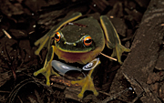 Animal, animals, frog, frogs, amphibian, amphibians, amphibia, Australia, australian, tree, tree frog, tree frogs, graceful, graceful tree frog, graceful tree frogs, litoria, gracilenta, litoria gracilenta.