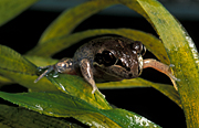 Animal, Animals, Amphibian, Amphibians, Frog, Frogs, tree frog, tree frogs, marsh, marsh frog, marsh frogs, striped, striped marsh frog, striped marsh frogs, limnodynastes peroni, limnodynastes, peroni.