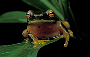 Animal, animals, frog, frogs, amphibian, amphibians, amphibia, Australia, australian, tree, tree frog, tree frogs, graceful, graceful tree frog, graceful tree frogs, litoria, gracilenta, litoria gracilenta.
