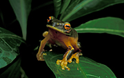 Animal, animals, frog, frogs, amphibian, amphibians, amphibia, Australia, australian, tree, tree frog, tree frogs, graceful, graceful tree frog, graceful tree frogs, litoria, gracilenta, litoria gracilenta.