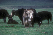 Asia, Asian, China, Chinese, Tibet, Tibetan, bovine, bovines, bos, grunniens, bos grunniens, animal, animals, yak, yaks.