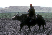 Asia, Asian, China, Chinese, Tibet, Tibetan, nomad, nomads, nomadic, bovine, bovines, bos, grunniens, bos grunniens, animal, animals, yak, yaks, people, man, men, male, males.