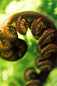 Fern, ferns, frond, fronds, rainforest, rainforests, IA58,
