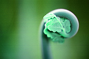 Fern, ferns, frond, fronds, rainforest, rainforests, IA58,