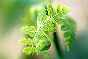 Fern, ferns, frond, fronds, rainforest, rainforests, IA58,