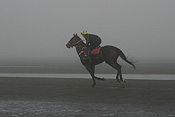 Australia, qld, queensland, bramble bay, race horse, race horses, animal, animals, horse, horses, jockey, jockeys, Sport pictures, Sports, man, men, male, males, occupation, occupations, outdoors, beach, beaches, coast, coasts, coastline, coastlines, water, sandgate.