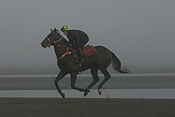 Australia, qld, queensland, bramble bay, race horse, race horses, animal, animals, horse, horses, jockey, jockeys, bridle, bridles, Sport pictures, Sports, man, men, male, males, occupation, occupations, outdoors, beach, beaches, coast, coasts, coastline, coastlines, water, sandgate.