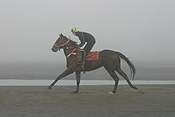 Australia, qld, queensland, bramble bay, race horse, race horses, animal, animals, horse, horses, jockey, jockeys, bridle, bridles, Sport pictures, Sports, man, men, male, males, occupation, occupations, outdoors, beach, beaches, coast, coasts, coastline, coastlines, water, sandgate.