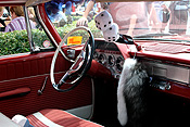 Transport, transportation, vehicle, vehicles, transportation, car, cars, restored, restored car, restored cars, dodge, dodge car, dodge cars, dashboard, dashboards, dice, di, steering wheel, steering wheels, wheel, wheels.