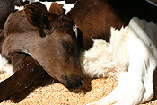 Farming, Farmland, farm, farms, livestock, animal, animals, cattle, meat industry, meat trade, cow, cows, calf, calves, young animal, young animals, baby animal, baby animals, sleep, sleeps, sleeping, asleep.