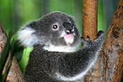 BABY KOALA