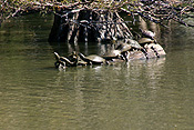 Reptile, Reptiles, turtle, turtles, river, water, water scene, water scenes, freshwater turtle, freshwater turtles, water turtle, water turtles, lagoon, lagoons.
