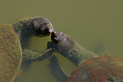 Reptile, Reptiles, turtle, turtles, river, water, water scene, water scenes, freshwater turtle, freshwater turtles, water turtle, water turtles, lagoon, lagoons.