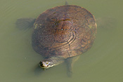 Reptile, Reptiles, turtle, turtles, river, water, water scene, water scenes, freshwater turtle, freshwater turtles, water turtle, water turtles, lagoon, lagoons.
