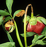 Mould, moulds, grey, grey mould, grey moulds, botrytis, cinerea, botrytis cinerea, peony mould, peony, peonies, flower, flowers.