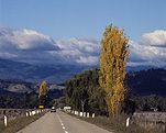 Australia, Vic, Victoria, Corryong, road, roads, sealed, sealed road, sealed roads, car, cars, vehicle, vehicles, great dividing range, TREE, TREES, POPLAR, POPLARS, POPLAR TREE, POPLAR TREES.