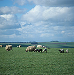 Farming, Farmland, farm, farms, animal, animals, sheep, meat industry, meat trade, lamb, lambs, livestock, young animal, young animals, baby animal, farm land, farming land, agriculture, baby animals, rural, rural scene, rural scenes.