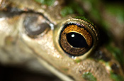 Animal, animals, frog, frogs, tree frog, tree frogs, amphibian, amphibians, amphibious, bell, bell frog, bell frogs, western bell frog, western bell frogs, western green tree frog, western green tree frogs, bullfrog, bullfrogs, australian bullfrog, australian bullfrogs, western tree frog, western tree frogs, motorbike, motorbike frog, motorbike frogs, litoria, moorei, litoria moorei.