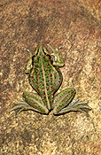 Animal, animals, frog, frogs, tree frog, tree frogs, amphibian, amphibians, amphibious, bell, bell frog, bell frogs, western bell frog, western bell frogs, western green tree frog, western green tree frogs, bullfrog, bullfrogs, australian bullfrog, australian bullfrogs, western tree frog, western tree frogs, motorbike, motorbike frog, motorbike frogs, litoria, moorei, litoria moorei.