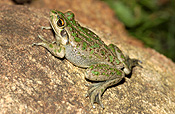 Animal, animals, frog, frogs, tree frog, tree frogs, amphibian, amphibians, amphibious, bell, bell frog, bell frogs, western bell frog, western bell frogs, western green tree frog, western green tree frogs, bullfrog, bullfrogs, australian bullfrog, australian bullfrogs, western tree frog, western tree frogs, motorbike, motorbike frog, motorbike frogs, litoria, moorei, litoria moorei.