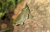 Animal, animals, frog, frogs, tree frog, tree frogs, amphibian, amphibians, amphibious, bell, bell frog, bell frogs, western bell frog, western bell frogs, western green tree frog, western green tree frogs, bullfrog, bullfrogs, australian bullfrog, australian bullfrogs, western tree frog, western tree frogs, motorbike, motorbike frog, motorbike frogs, litoria, moorei, litoria moorei.