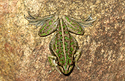 Animal, animals, frog, frogs, tree frog, tree frogs, amphibian, amphibians, amphibious, bell, bell frog, bell frogs, western bell frog, western bell frogs, western green tree frog, western green tree frogs, bullfrog, bullfrogs, australian bullfrog, australian bullfrogs, western tree frog, western tree frogs, motorbike, motorbike frog, motorbike frogs, litoria, moorei, litoria moorei.