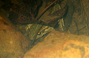 Animal, animals, frog, frogs, tree frog, tree frogs, amphibian, amphibians, amphibious, bell, bell frog, bell frogs, western bell frog, western bell frogs, western green tree frog, western green tree frogs, bullfrog, bullfrogs, australian bullfrog, australian bullfrogs, western tree frog, western tree frogs, motorbike, motorbike frog, motorbike frogs, litoria, moorei, litoria moorei.