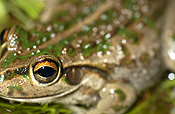 Animal, animals, frog, frogs, tree frog, tree frogs, amphibian, amphibians, amphibious, bell, bell frog, bell frogs, western bell frog, western bell frogs, western green tree frog, western green tree frogs, bullfrog, bullfrogs, australian bullfrog, australian bullfrogs, western tree frog, western tree frogs, motorbike, motorbike frog, motorbike frogs, litoria, moorei, litoria moorei.