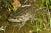 Animal, animals, frog, frogs, tree frog, tree frogs, amphibian, amphibians, amphibious, bell, bell frog, bell frogs, western bell frog, western bell frogs, western green tree frog, western green tree frogs, bullfrog, bullfrogs, australian bullfrog, australian bullfrogs, western tree frog, western tree frogs, motorbike, motorbike frog, motorbike frogs, litoria, moorei, litoria moorei.