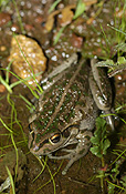Animal, animals, frog, frogs, tree frog, tree frogs, amphibian, amphibians, amphibious, bell, bell frog, bell frogs, western bell frog, western bell frogs, western green tree frog, western green tree frogs, bullfrog, bullfrogs, australian bullfrog, australian bullfrogs, western tree frog, western tree frogs, motorbike, motorbike frog, motorbike frogs, litoria, moorei, litoria moorei.