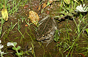 Animal, animals, frog, frogs, tree frog, tree frogs, amphibian, amphibians, amphibious, bell, bell frog, bell frogs, western bell frog, western bell frogs, western green tree frog, western green tree frogs, bullfrog, bullfrogs, australian bullfrog, australian bullfrogs, western tree frog, western tree frogs, motorbike, motorbike frog, motorbike frogs, litoria, moorei, litoria moorei.