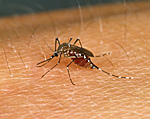 Insect, insects, mozzie, mozzies, mosquito, mosquitos, mosquitoes, diptera, culicidae, skin, human skin, egyptian, egyptian mosquito, egyptian mosquitoes, aedes, aegyptii, aedes aegyptii.