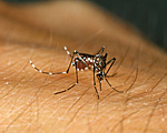 Insect, insects, mozzie, mozzies, mosquito, mosquitos, mosquitoes, diptera, culicidae, skin, human skin, egyptian, egyptian mosquito, egyptian mosquitoes, aedes, aegyptii, aedes aegyptii.