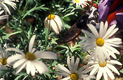 Tool, tools, prune, prunes, pruning, garden tool, garden tools, secateurs, daisy, daisies, deadhead, deadheads, deadheading, perennial, perennials, white, white flower, white flowers, hand, hands, glove, gloves, gardening, gardening gloves.