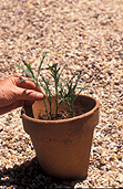 Gardener, gardeners, gardening, propagate, propagates, propagating, propagation, plant propagation, cutting, cuttings.