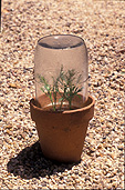 Gardener, gardeners, gardening, propagate, propagates, propagating, propagation, plant propagation, cutting, cuttings.