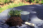 Gardener, gardeners, gardening, propagate, propagates, propagating, propagation, plant propagation, pot, pots, outdoor pot, outdoor pots, garden pot, garden pots, seedling, seedlings, potting mix, mondo grass, furniture, table, tables, outdoor furniture, garden furniture, ophiopogon, japonicus, ophiopogon japonicus, tool, tools, gardening tool, gardening tools, potting mix