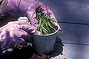 Gardener, gardeners, gardening, propagate, propagates, propagating, propagation, plant propagation, hand, hands, pot, pots, outdoor pot, outdoor pots, garden pot, garden pots, seedling, seedlings, table, tables, furniture, outdoor furniture, garden furniture, gloves, gardening gloves