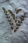 Australia, fossil, fossils, fossilized, fern, ferns, leigh creek, organism, organisms, paleontology, rock, rocks, leaf, leaves, leigh creek, sa, south australia, mine, mines, coal, coal mine, coal mines.