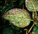Flower, flowers, fuchsias, Fuchsia, fuchsia rust, pucciniastrum, epilobii, pustule, pustules, leaf, leaves, Pucciniastrum epilobii, rust, rusts.