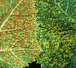 Flower, flowers, hollyhock, hollyhocks, Hollyhock rust, Puccinia malvacearum, puccinia, malvacearum, leave, leaves, rust, rusts.