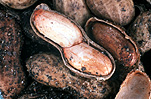 Food, nut, nuts, peanut, peanuts, virginia, virginia peanut, virginia peanuts, arachis, fabaceae, Arachis hypogaea, hypogaea.
, food, nut, nuts, peanut, peanuts, virginia, virginia peanut, virginia peanuts, arachis, fabaceae, Arachis hypogaea, hypogaea, soil.