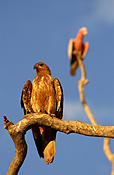 WHISTLING KITE, BULLOO DOWNS STATION, PILBARA, WESTERN AUSTRALIA