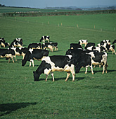 Farming, Farmland, farm, farms, agriculture, animal, animals, cattle, meat industry, meat trade, cow, cows, dairy cow, dairy cows, dairy cattle, friesian cow, friesian cows, friesian, friesians, friesian dairy cow, friesian dairy cows, friesian cattle, graze, grazes, grazing, cow grazing, cows grazing, cattle grazing, animals grazing, rural, rural scene, rural scenes, dairy farm, dairy farms, dairy farming.